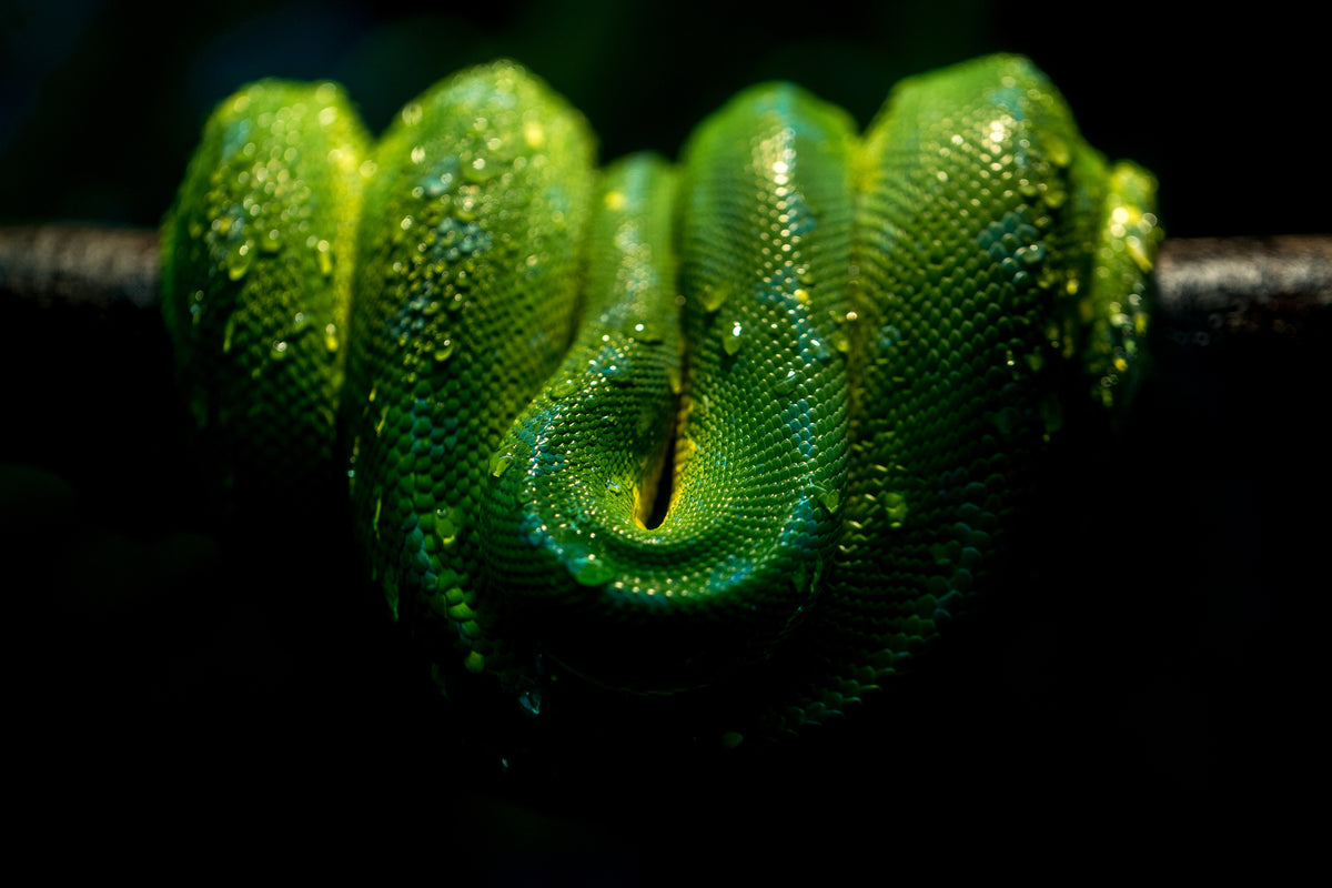green arboreal snake